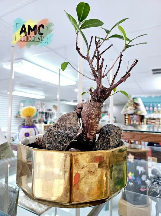 Bonsai Ficus in Shiny Gold Planter