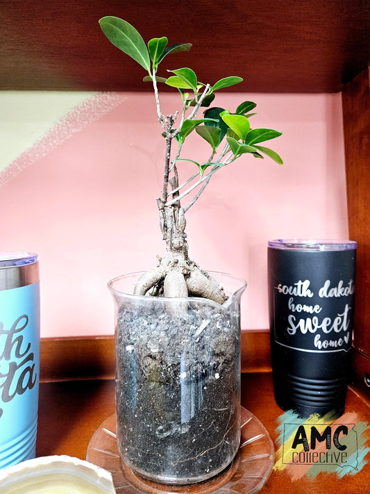 Bonsai Ficus Plant in Glass Measuring Cup