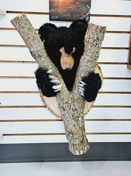 Black Bear in a Tree