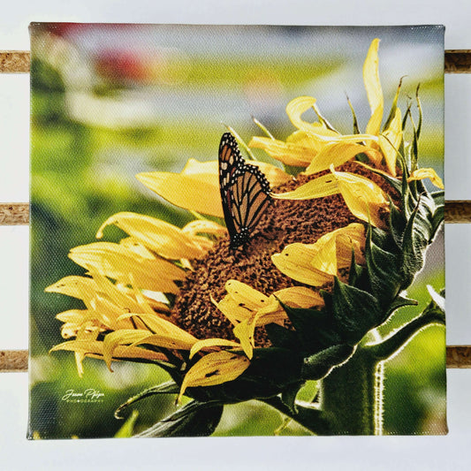 Butterfly on Sunflower Square