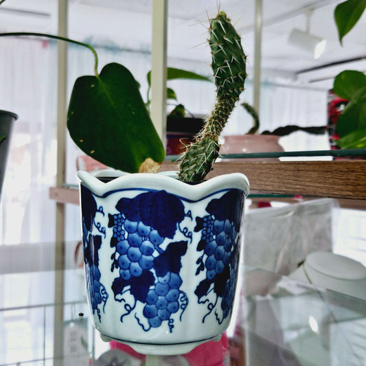 Cactus in Blue Grape Planter