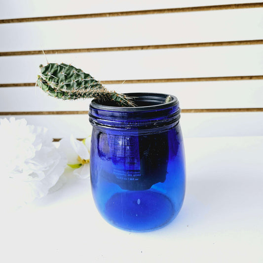 Cactus in Blue Jar