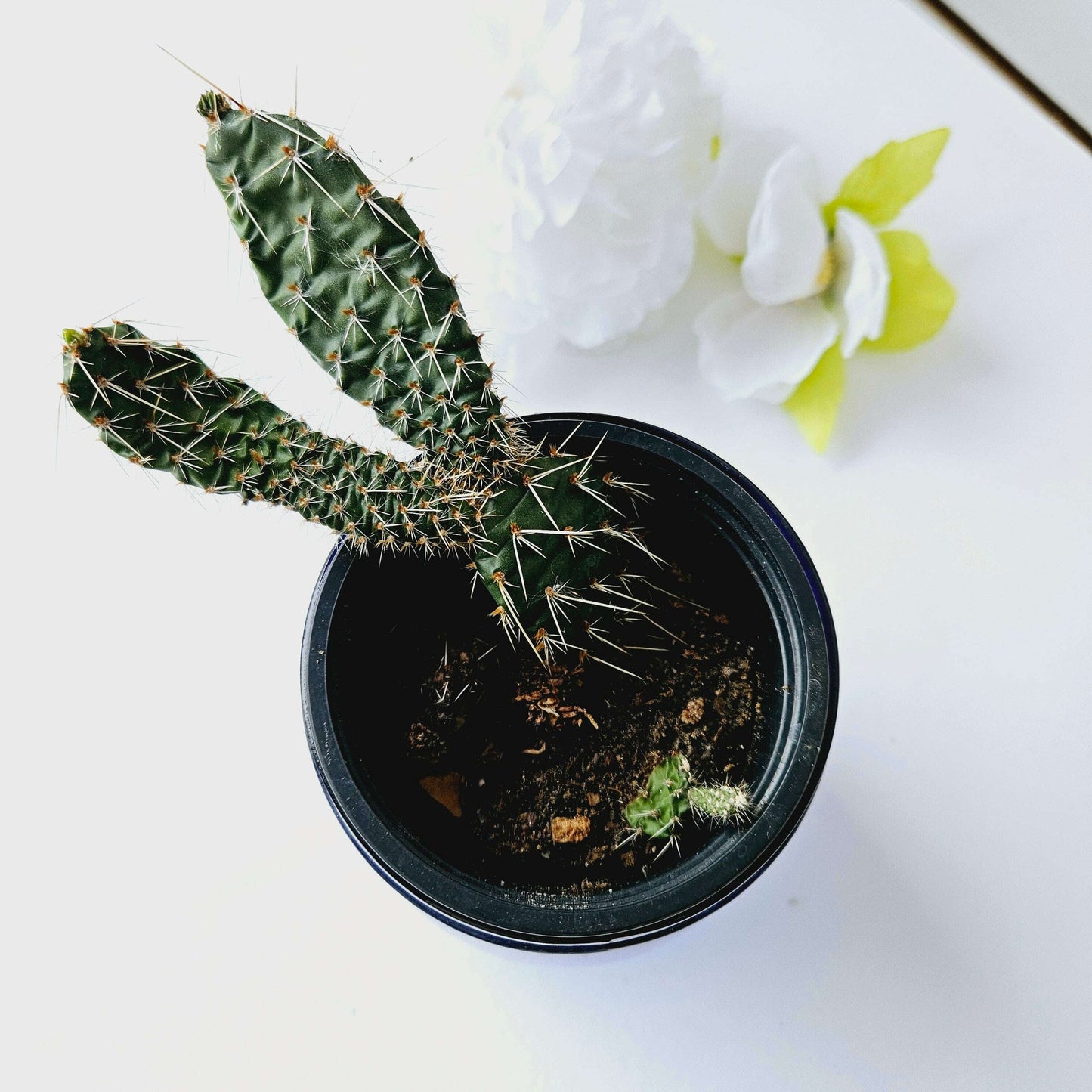 Cactus in Blue Jar