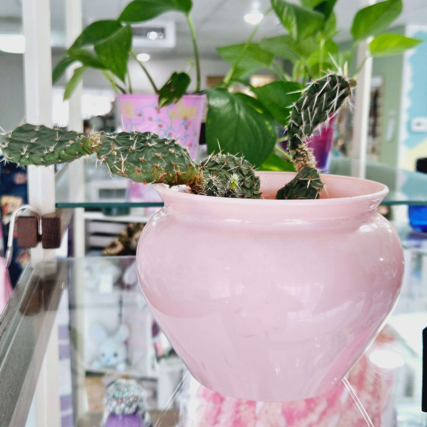 Cactus in Pink Pot