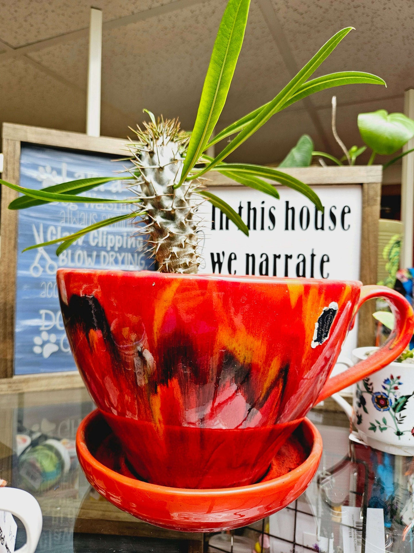 Cactus in Red Teacup Planter