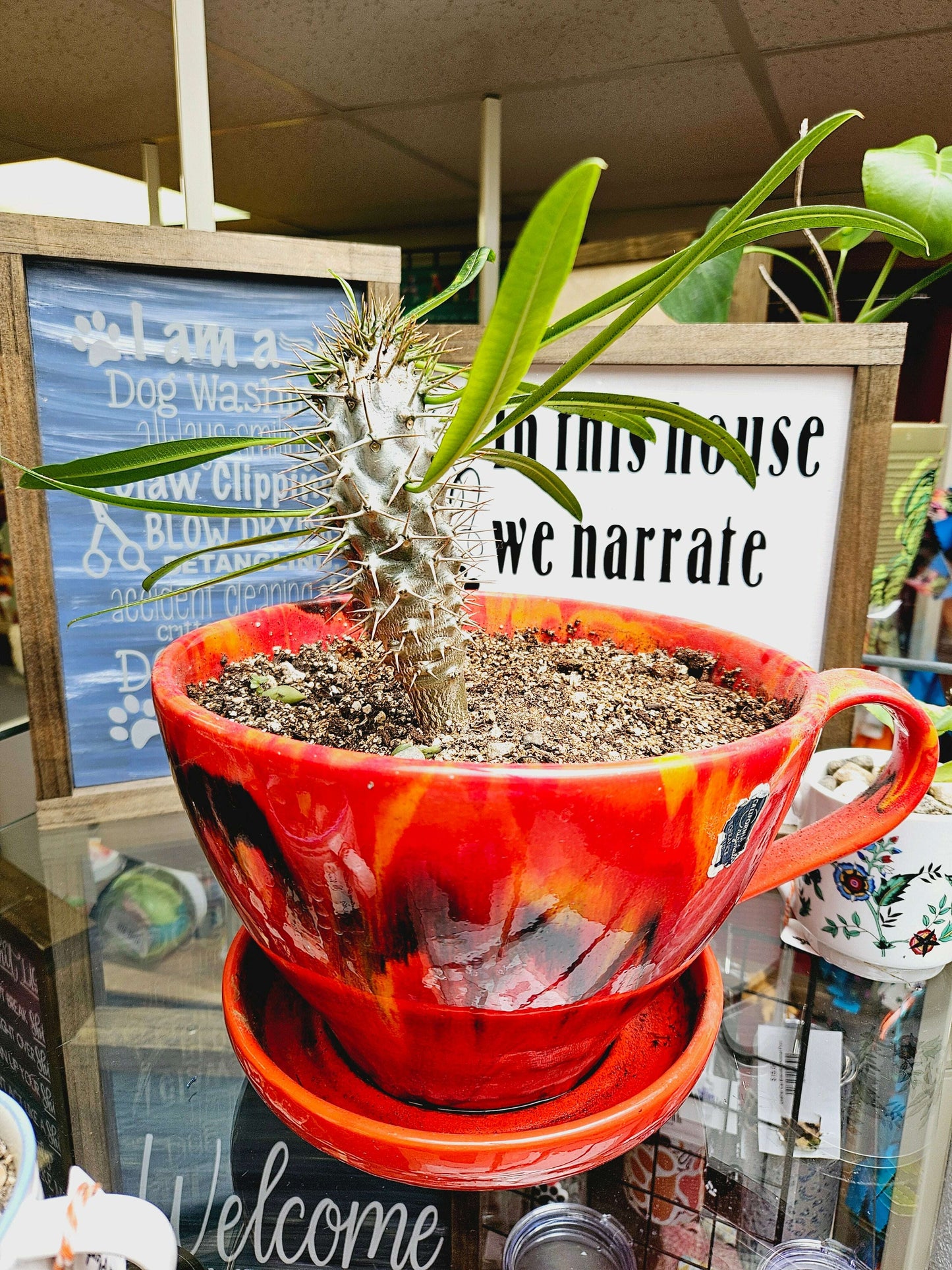 Cactus in Red Teacup Planter