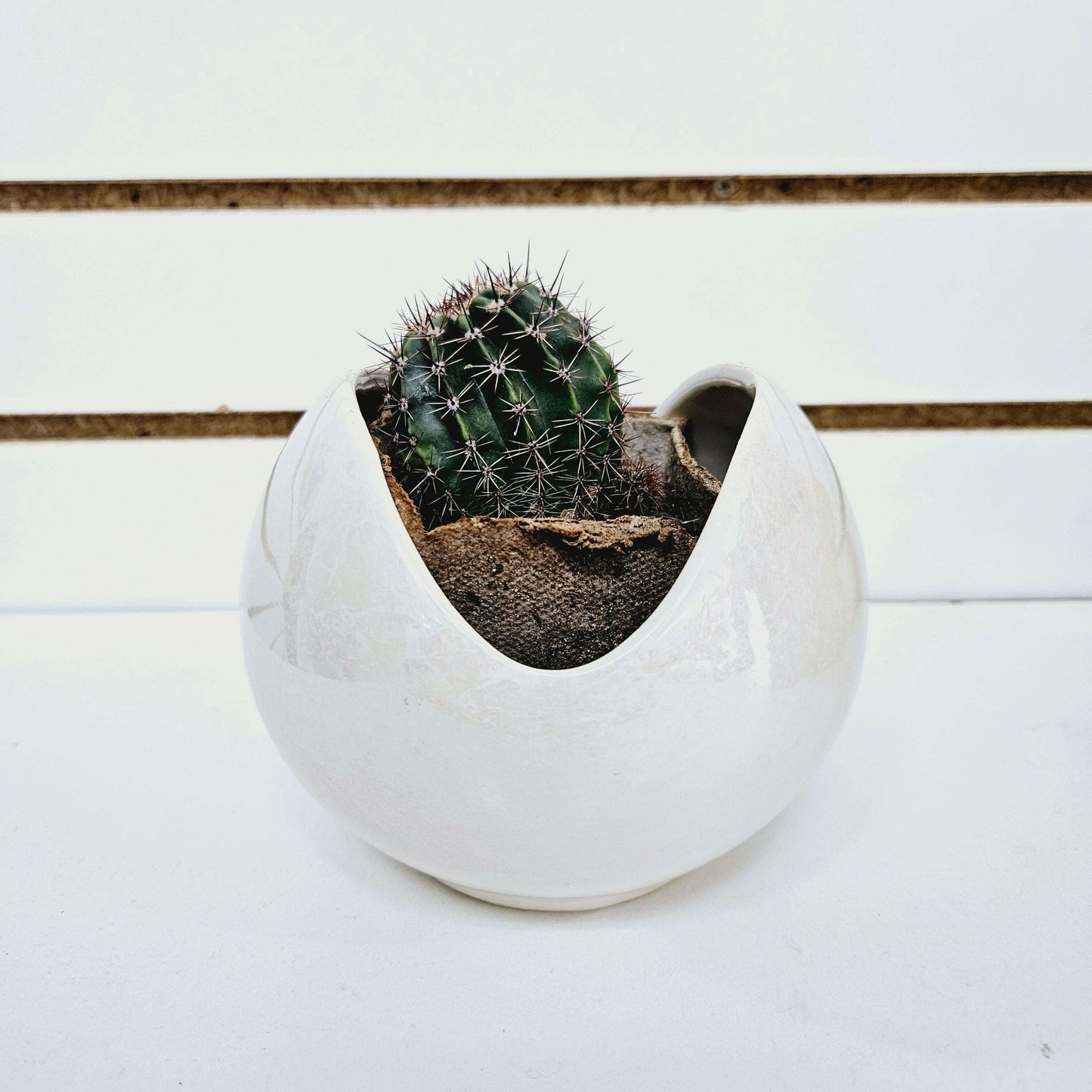 Cactus in White Bowl