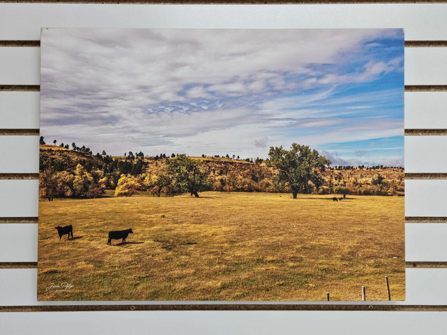 Cows on a Prairie Photograph