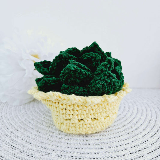 Dark Green Succulent with Yellow Pot - Large