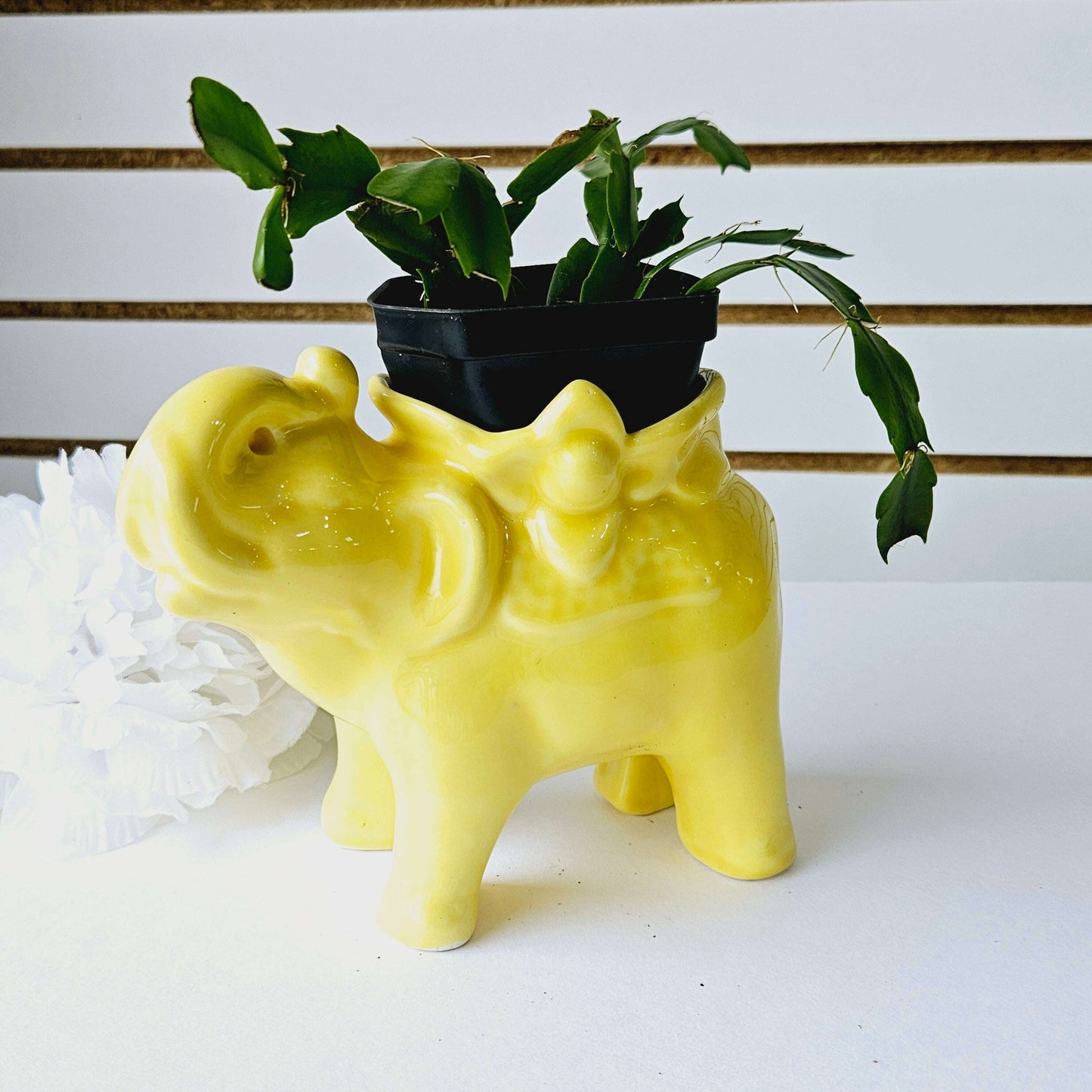 Easter Cactus in Elephant Planter