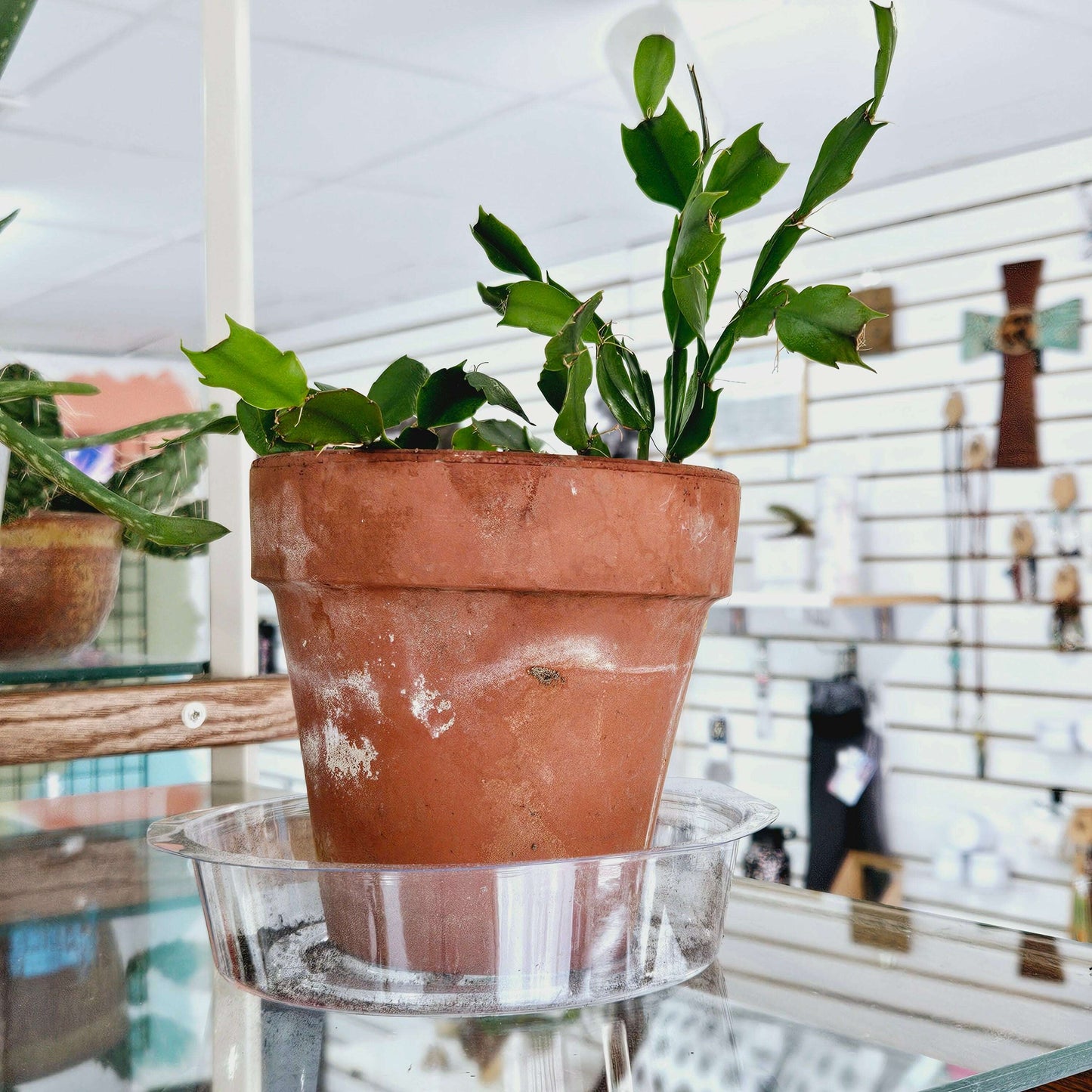 Easter Cactus in Terra Cotta Planter