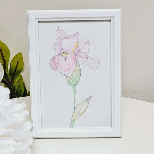Pink Iris Colored Pencil Drawing