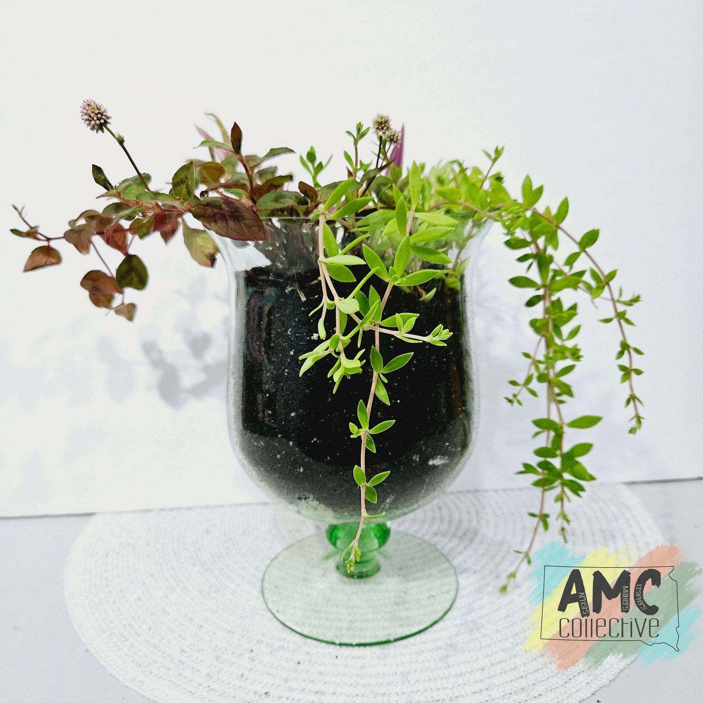 Green Glass Planter with Vining Plants