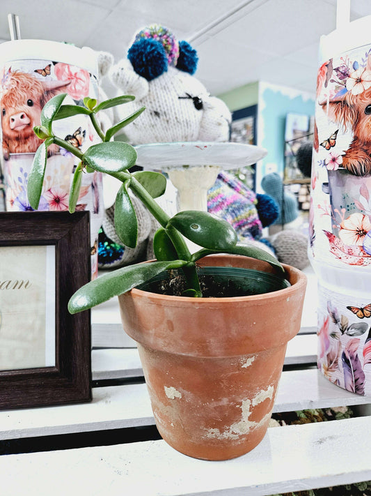 Jade Plant in Terracotta Pot