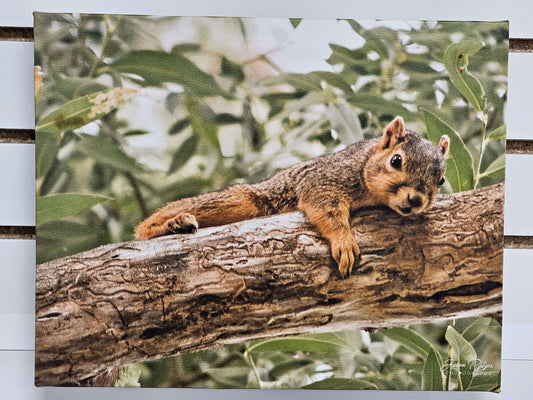 Lazy Summer Days - Melving the Squirrel