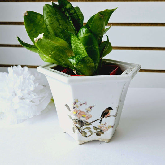 Snake Plant in Bird Planter