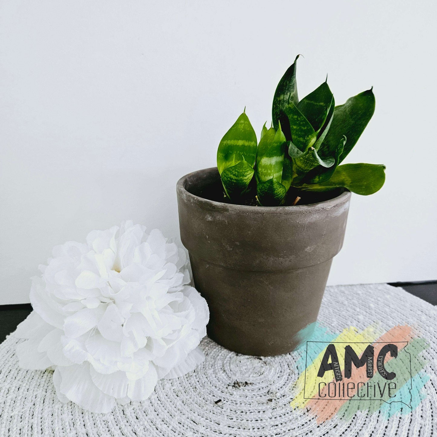 Snake Plant in Brown Terracotta Pot