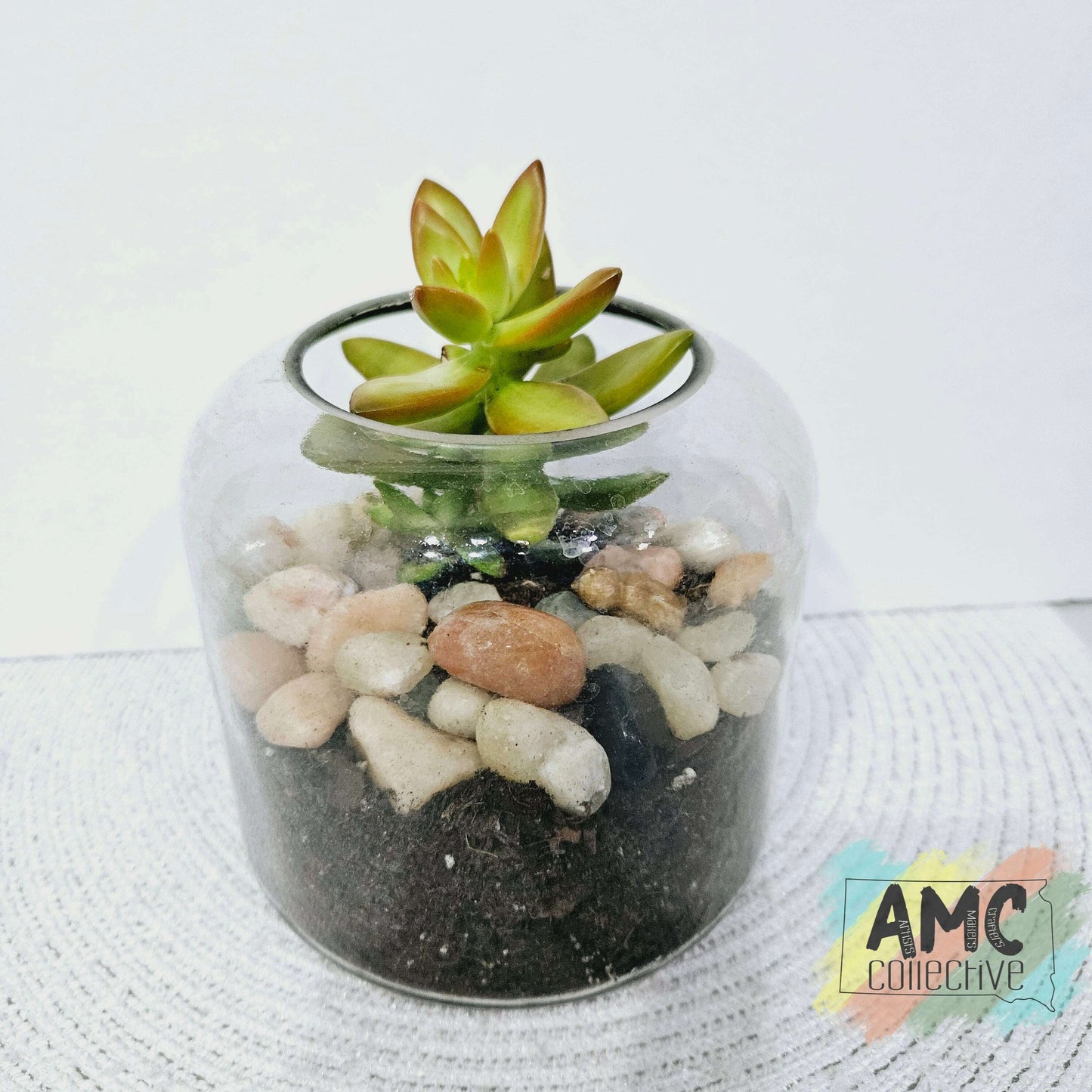 Succulent in Glass Vessel with Rocks