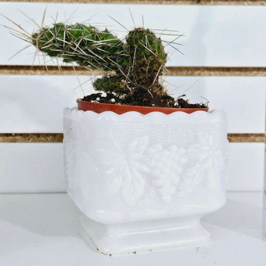 White Grape Square Vase with Cactus